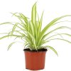 Spider-Plant-Yellow