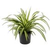 Spider comusom variegatum plant