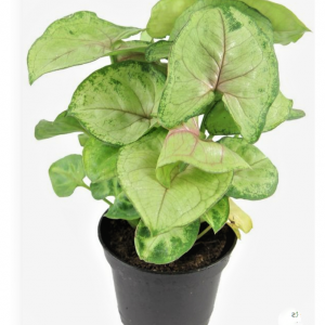 Syngonium-Podophyllum-Sunshine-Plant