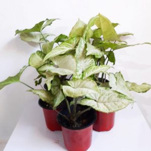 Syngonium-Varigated-Plant