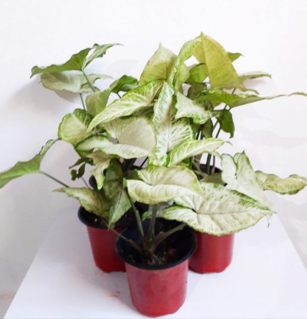 Syngonium-Varigated-Plant