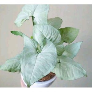 Syngonium-White-Butterfly-Plant