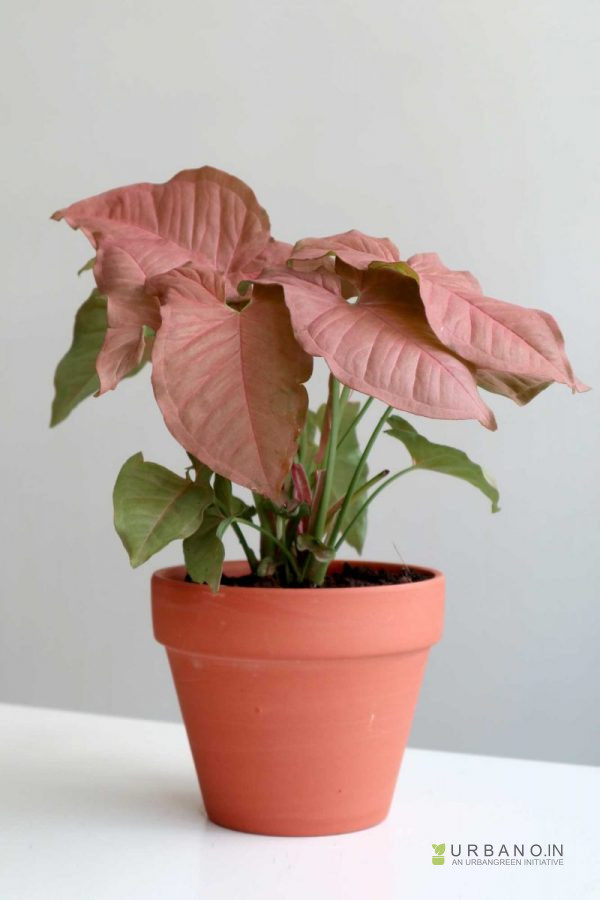 Pink-Syngonium-Plant