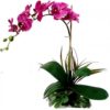 Phalaenopsis-purple-orchids-plant