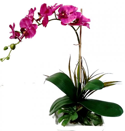 Dendrobium Purple Orchids Plant