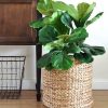 Kauna grass planter