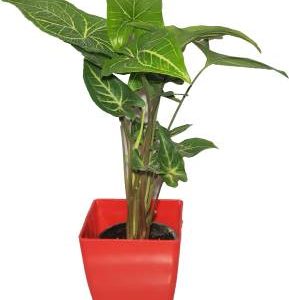 Syngonium-green-plant