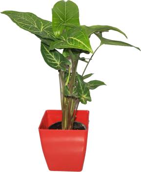 Syngonium green plant
