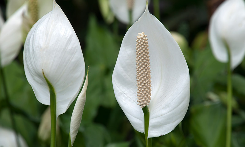 Lily Flower Meaning - What Do Lilies Symbolize?