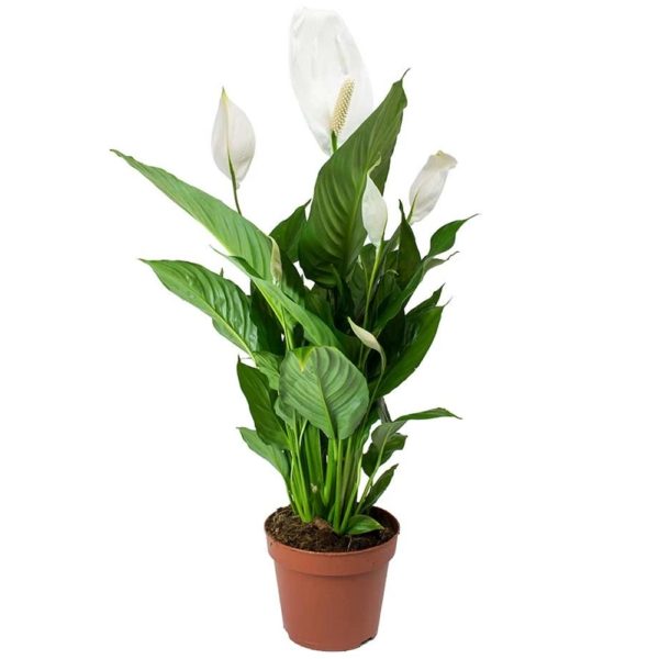 Peace-lily-plant