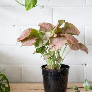 pink syngonium indoor plant