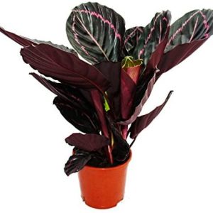 Calathea-Roseopicta-Plant