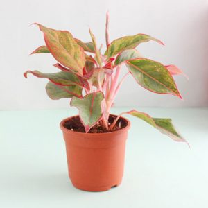 Red-Aglaonema-Plant
