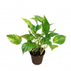 Golden-Money-Plant