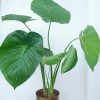 Alocasia cucullata - Hooded Dwarf Elephant Ear