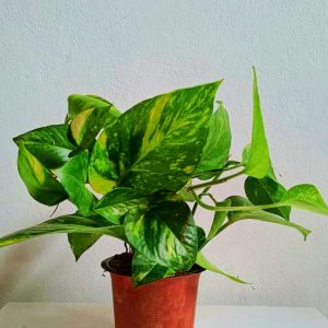 Golden-Money-Plant
