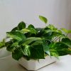 Golden-Money-Plant