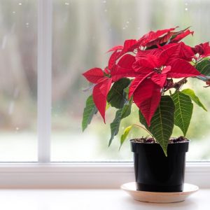 Poinsettia-red-plant