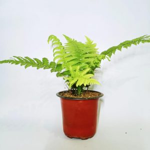 Green-Fern-Plant