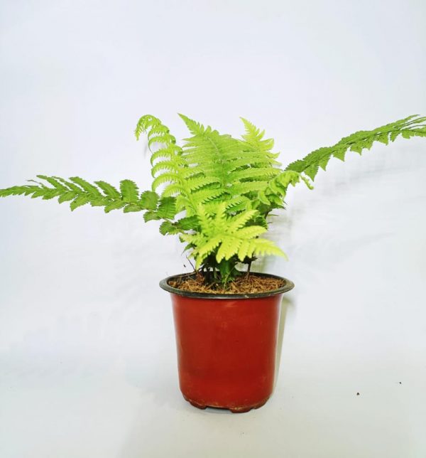 Green-Fern-Plant