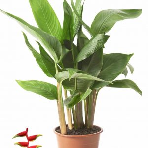 Heliconias-Plant