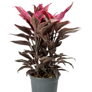 Dracaena-red-ruby-plant