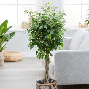 Ficus-benjamina-weeping-fig