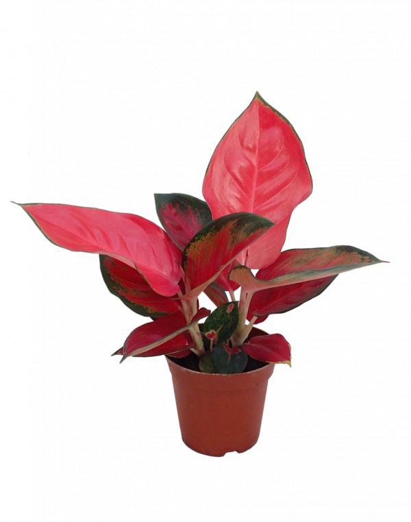Aglaonema-Solid-Red-Anyamanee-Plant