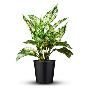 Aglaonema-costatum,-Chinese-Evergreen-(Green)-Plant