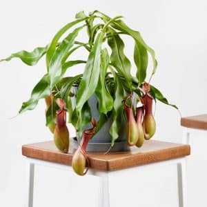Nepenthes-Pitcher-Carnivorous-Plant