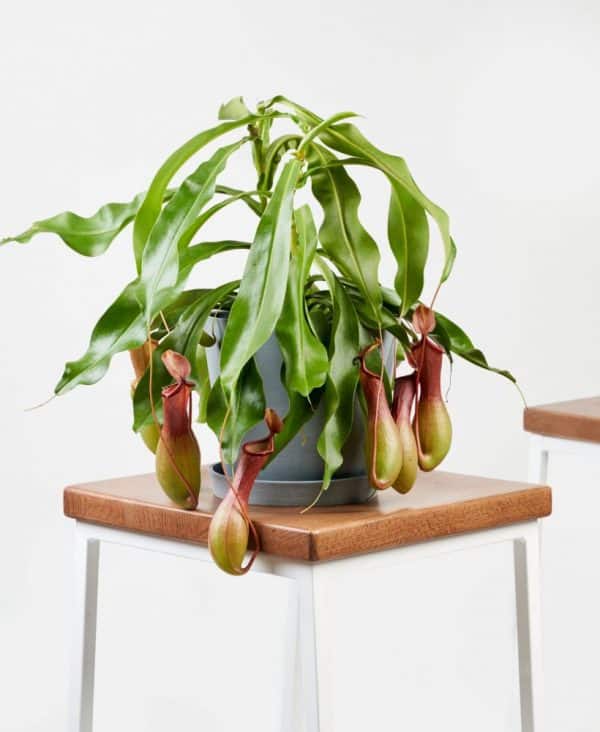 Nepenthes-Pitcher-Carnivorous-Plant