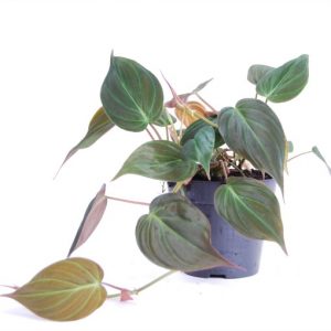 Philodendron-Oxycardium-Black-Plant