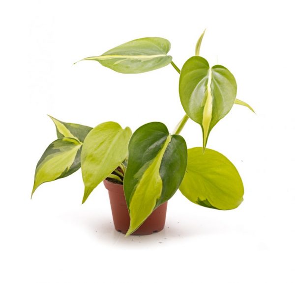 Philodendron-Oxycardium-Variegated-Plant