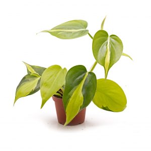 Philodendron-Oxycardium-Variegated