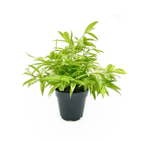 Dracaena-surculosa-Aurea-Golddust-Dracaena-Plant