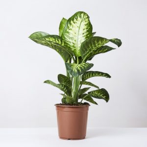 Dieffenbachia-bowmannii-dumb-cane-plant
