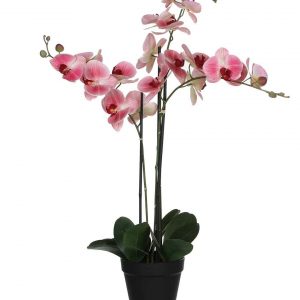 Phalaenopsis-Orchid-white-and-pink