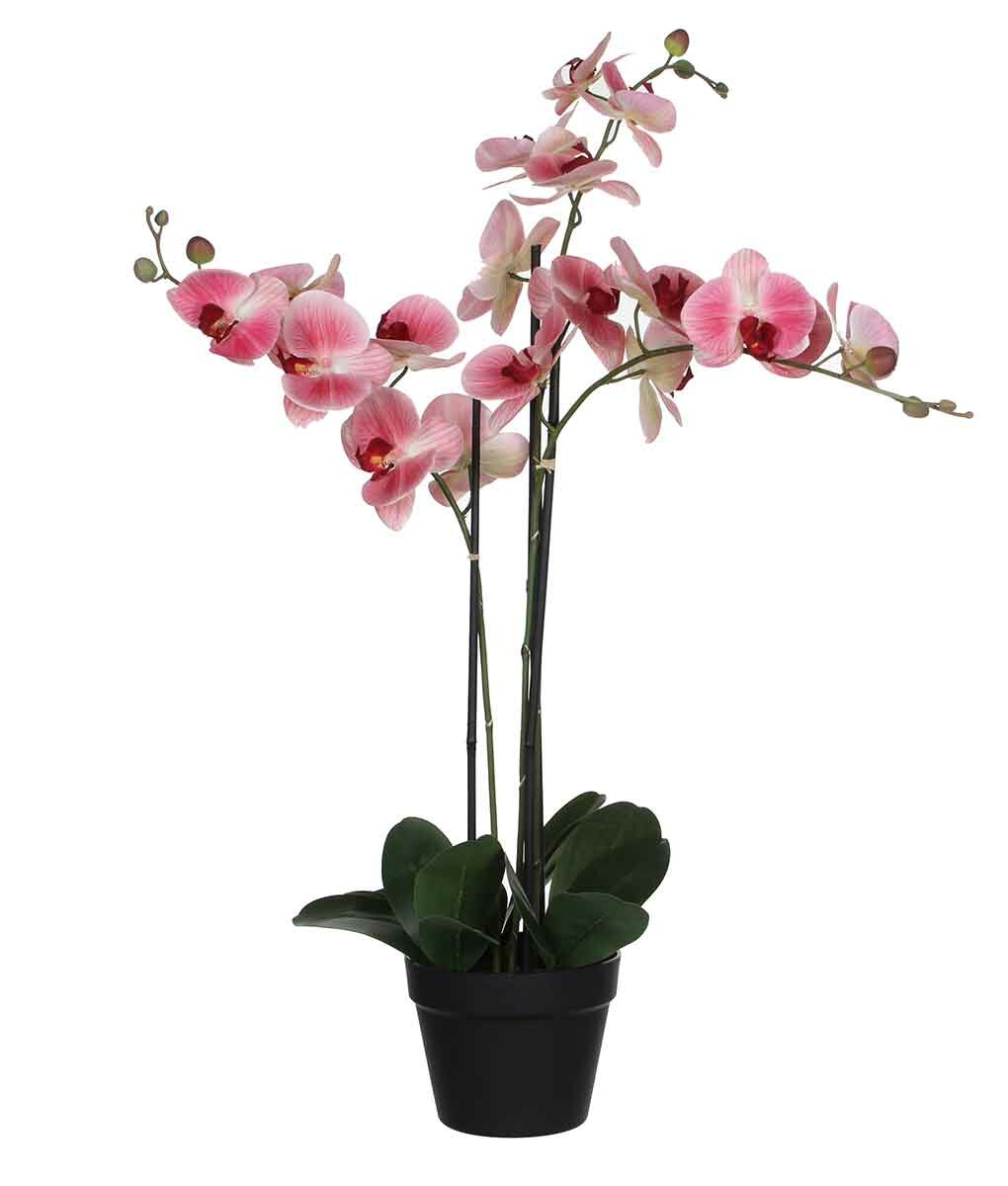 Phalaenopsis Orchid white and pink - URBANO.IN Phalaenopsis Orchid