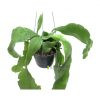 Brahma-Kamal-plant
