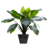 Alocasia-macrorrhiza-Black-Stem-Elephant-Ear-Plant