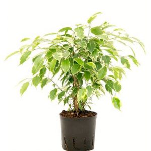 Variegated-Ficus-benjamina-plant