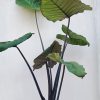 Macrorrhiza Black Stem