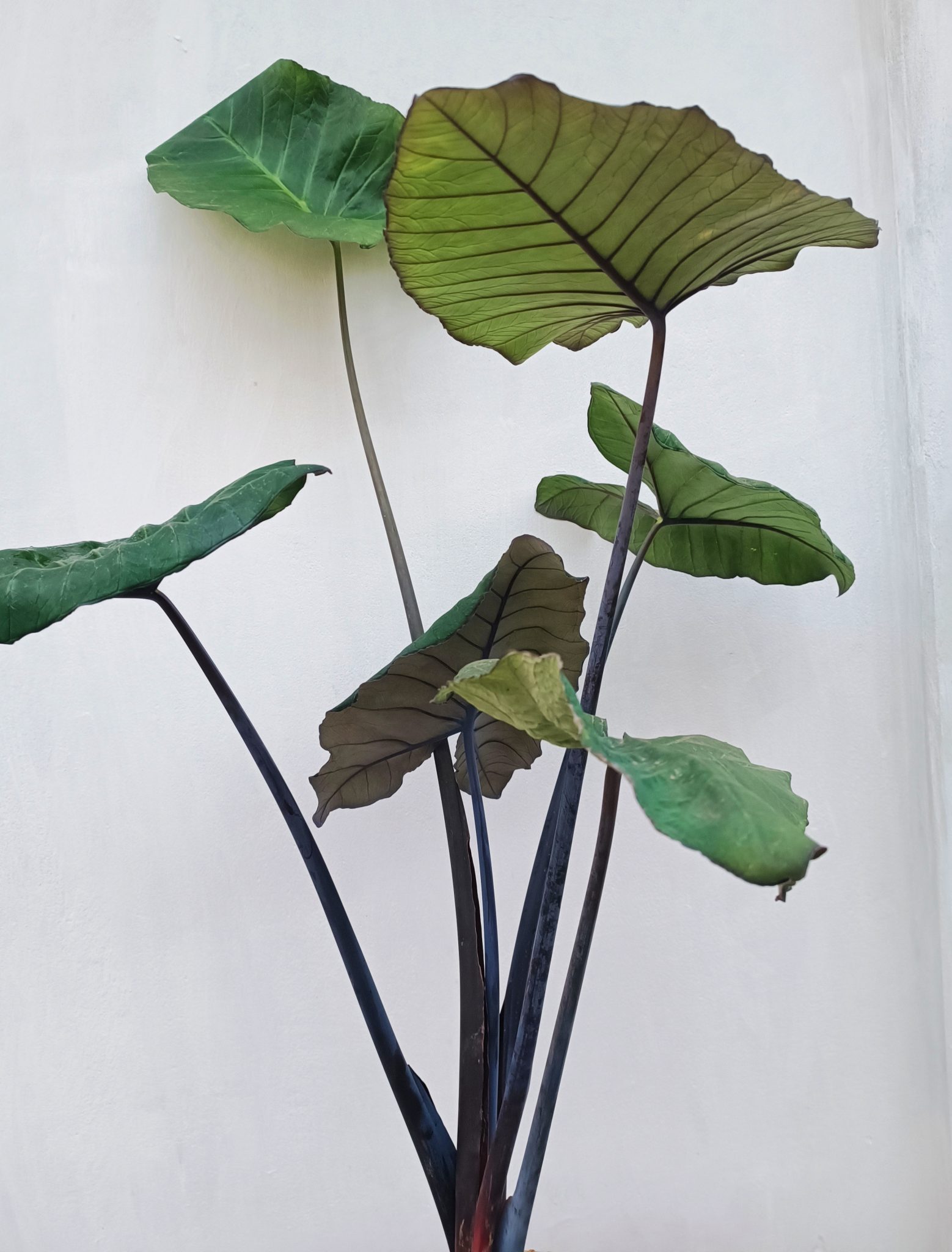 Alocasia macrorrhiza Black Stem Elephant Ear Plant URBANO.IN plant