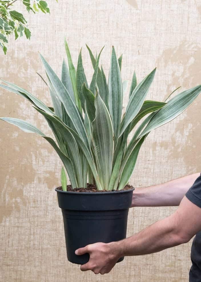 Sansevieria Silver Queen Plant - URBANO.IN Sansevieria Silver Queen