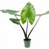 Alocasia-macrorrhiza-"Black-Stem’,-Elephant-Ear-Plant