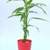 Dracaena-Lemon-Lime-Plant