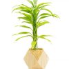 Golden-Lucky-Bamboo-Plant