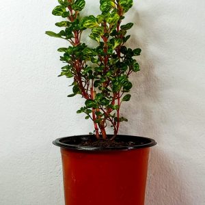 Iresine-herbstii-aureoreticulata-plant