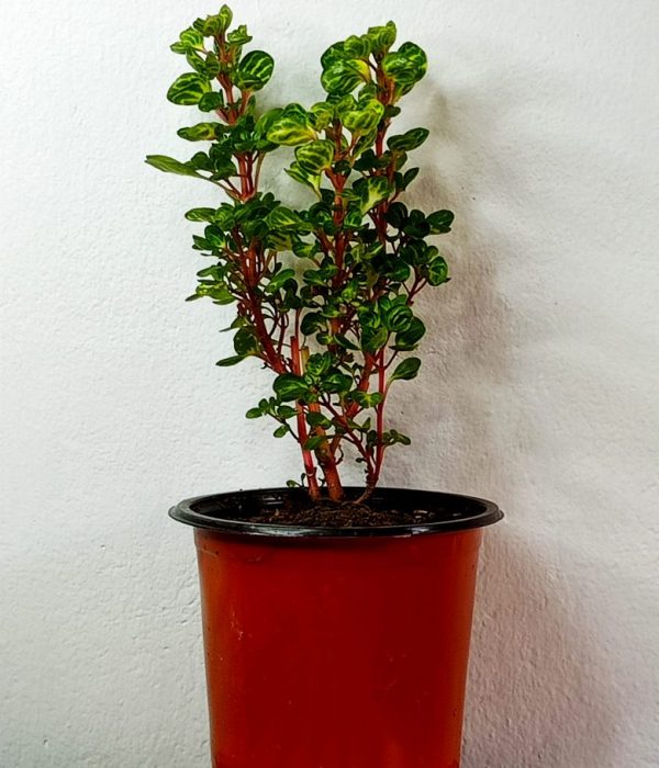 Iresine-herbstii-aureoreticulata-plant