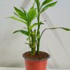 Lucky-Bamboo-Plant